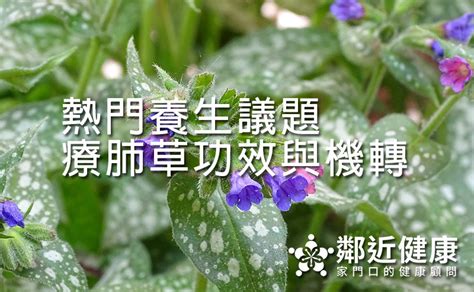 療肺草禁忌|療肺草是什麼？療肺草有用嗎？有助呼吸順暢、排出髒。